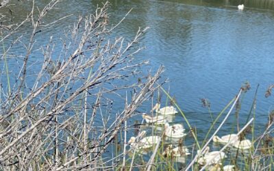 Going without a phone?