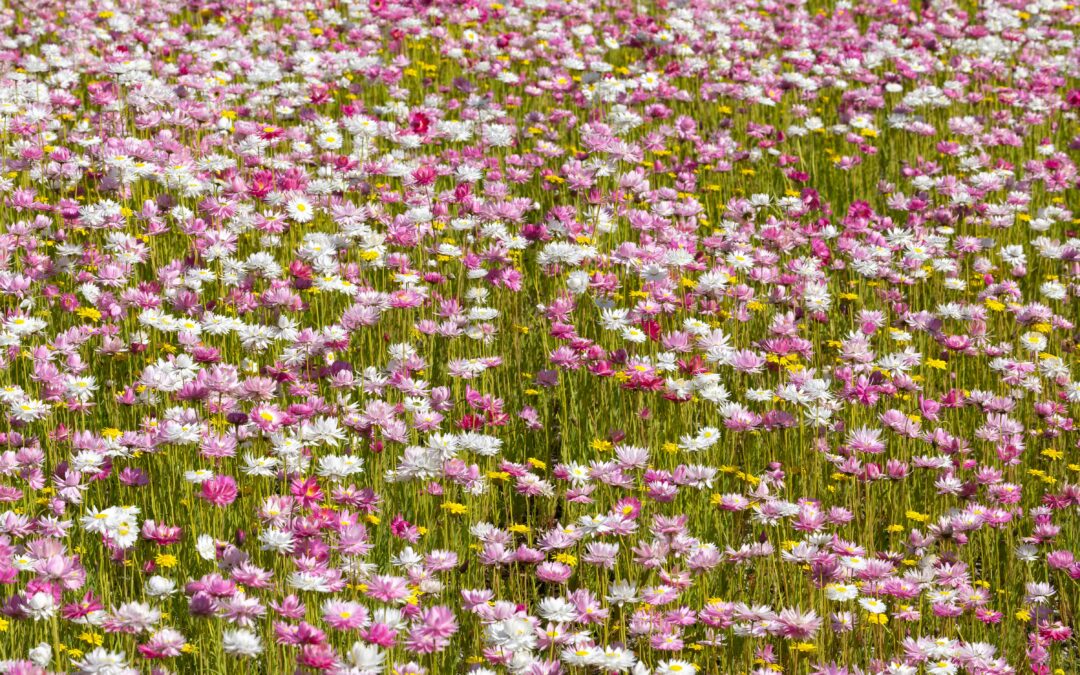 Tiptoe through the gardens